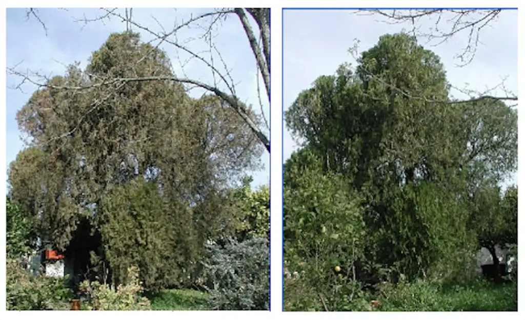 Cleanergy - effetti sulle piante